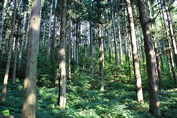 不動産処分に困る土地や建物